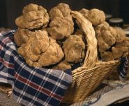 truffle hunting