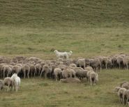 Campo imperatore